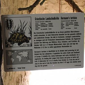 Sign Hermann's tortoise