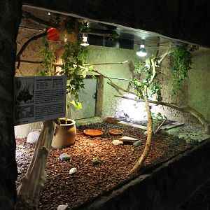 Lizard - Tortoise Enclosure