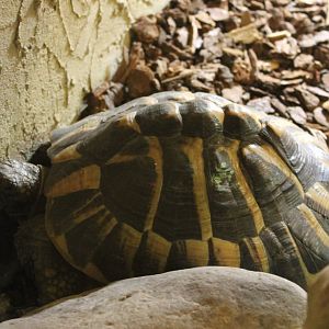 Hermann's tortoise