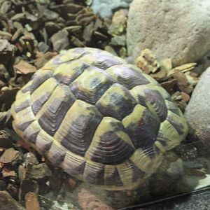 Hermann's tortoise