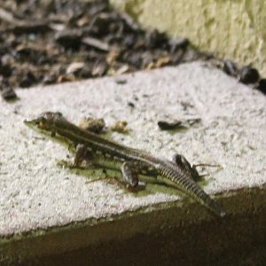 Acanthodactylus boscianus