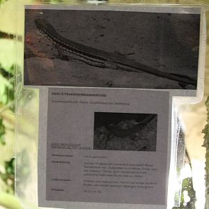 Sign Acanthodactylus boscianus