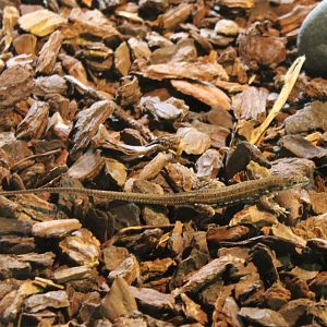 Acanthodactylus boscianus