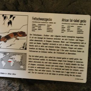 Sign African fat-tailed gecko