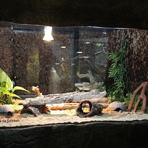 Enclosure African fat-tailed gecko