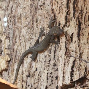 White-lined gecko