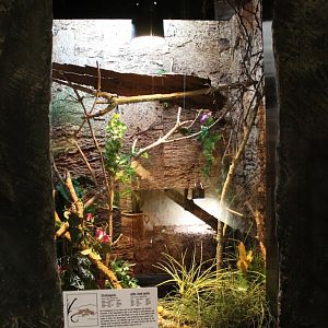 Enclosure White-lined gecko