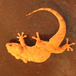 Asian house gecko