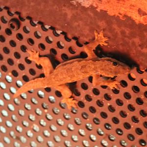 Asian house gecko