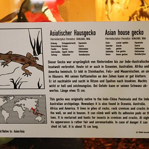 Sign Asian house gecko