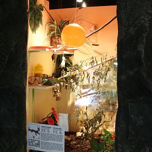 Enclosure Asian house gecko