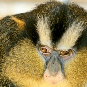 Crowned Guenon; Twycross; 9th April 2017