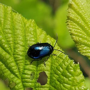 Alder leaf beetle - Agelastica alni