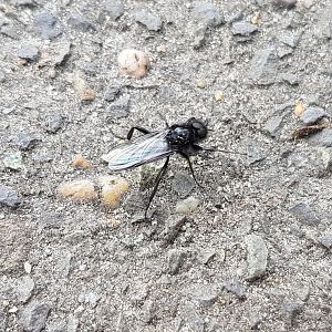 March fly / Lovebug - male