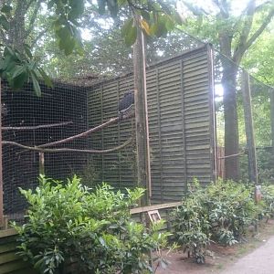 Ground hornbill aviary