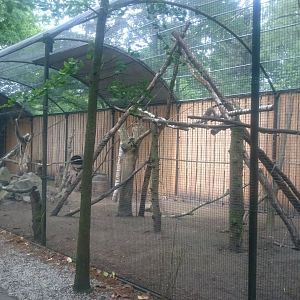 Ring-tailed lemur-enclosure