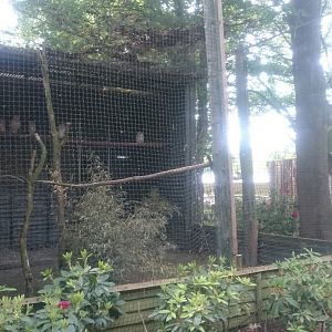 Aviary Siberian eagle-owls