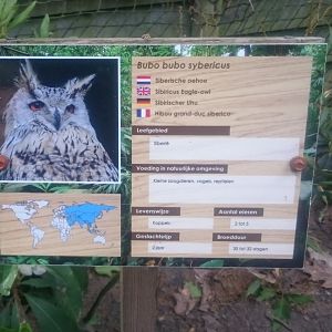 Sign Siberian eagle owl