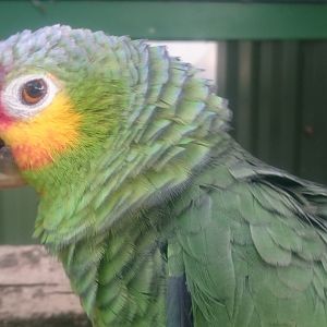 Red-lored amazone