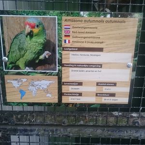 Sign Red-lored amazon