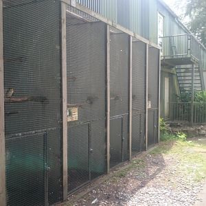 Parrot-aviaries