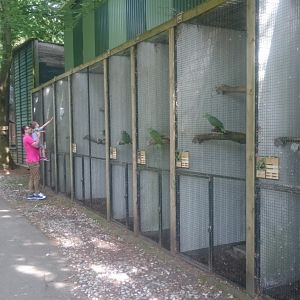 Parrot-aviaries