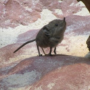 In a military style - Short-eared Elephant Shrew