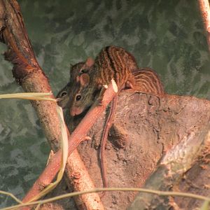 Striped Grass Mouse