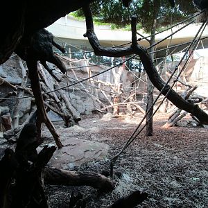 Gorilla Indoor Exhibit