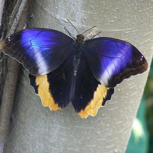 Butterfly - 10 April 2017