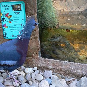 An Unsual Visitor - 10 April 2017