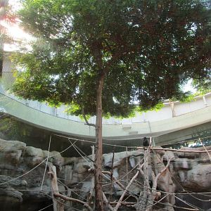 Gorilla Indoor Exhibit