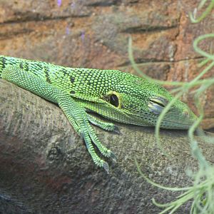 Green Tree Monitor - 10 April 2017
