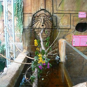 Leafcutter Ant Area and Tank for Buenos Aires Tetra  - 10 April 2017