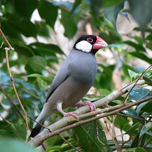 Java Sparrow - 10 April 2017