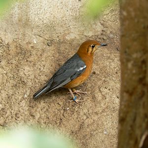 Orange-headed Ground-thrush - 10 April 2017
