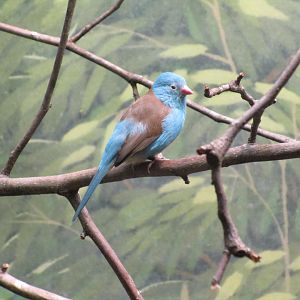 Blue-headed Waxbill