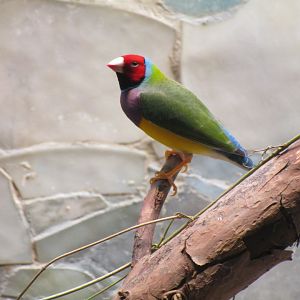 Gouldian Finch