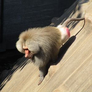 Hamadryas Baboon