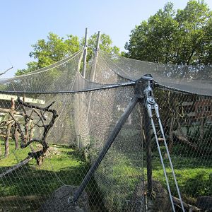 Bonobo Outdoor Exhibits