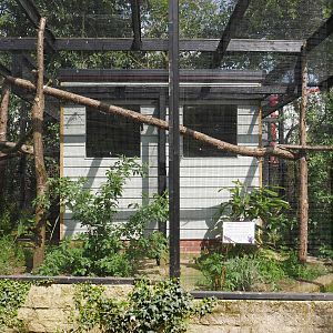 Eastern Quoll Enclosure @ Linton Zoo