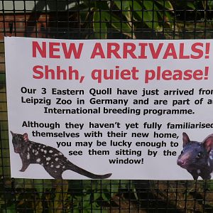 Eastern Quoll signage @ Linton Zoo