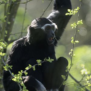 Pileated gibbon male