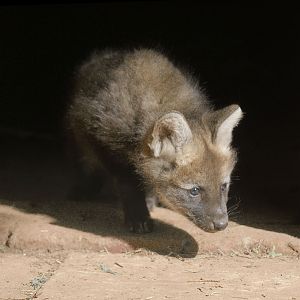 Maned wolf pup
