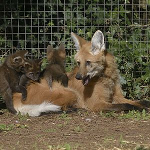 Maned wolf and cubs