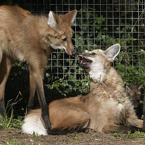 Maned wolf pair and cubs