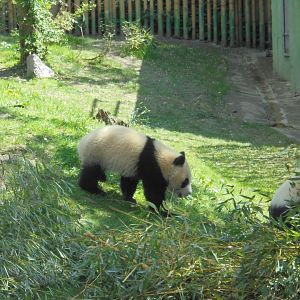 Chulina - Baby Giant Panda At Madrid