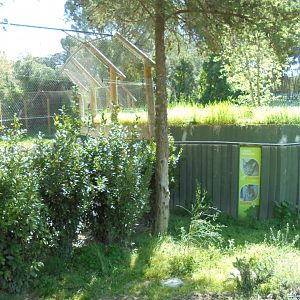 Iberian Lynx At Madrid - Shelter