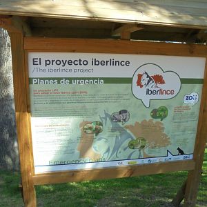 Iberian Lynx At Madrid - Signage