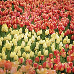 Apr. 2017 - Zoo Blooms